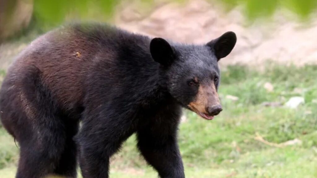 Debate En Redes Sociales Tras Ataque De Oso A Su Cuidador Durante El Show