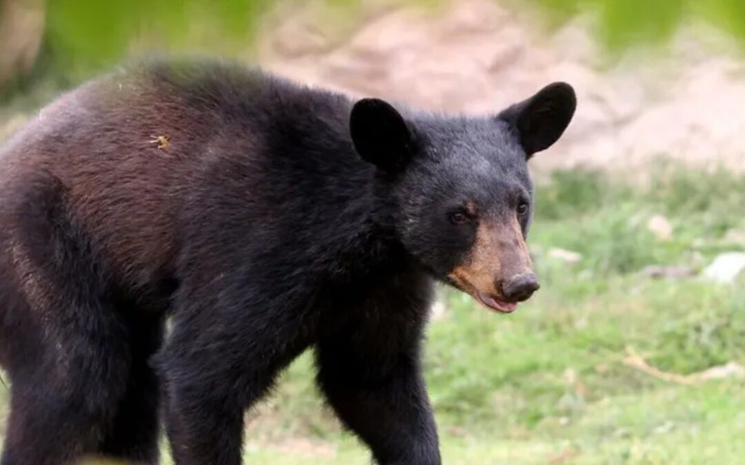 Debate en Redes Sociales Tras Ataque de Oso a Su Cuidador Durante el Show
