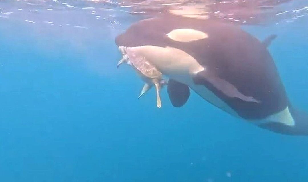 Impactante VIDEO: Orcas devoran tortuga marina frente a las costas de Colima