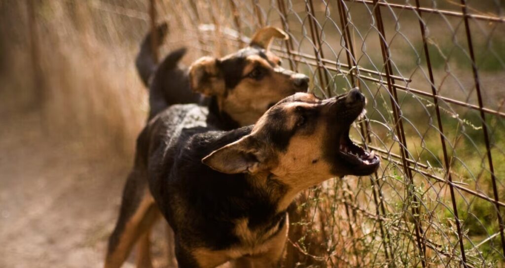 Tragedia En Michoacán: Perros Acusan A Madre De Homicidio Por Omisión Tras Muerte De Niño De 3 Años