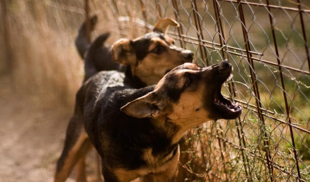 Tragedia en Michoacán: Perros Acusan a Madre de Homicidio por Omisión Tras Muerte de Niño de 3 Años