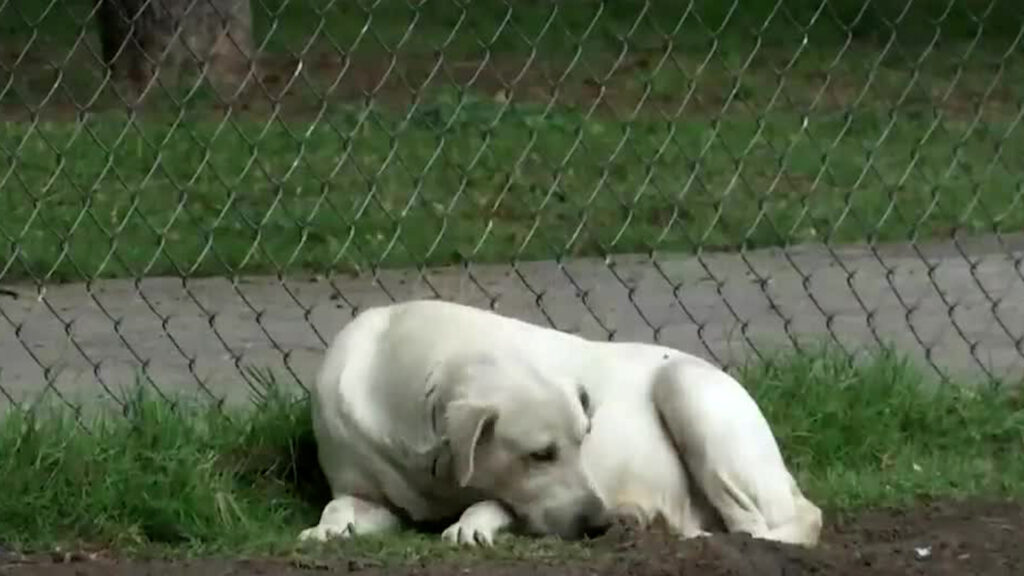 Guanajuato Aumenta Denuncias Por Maltrato Animal: Hasta 14 Casos Mensuales