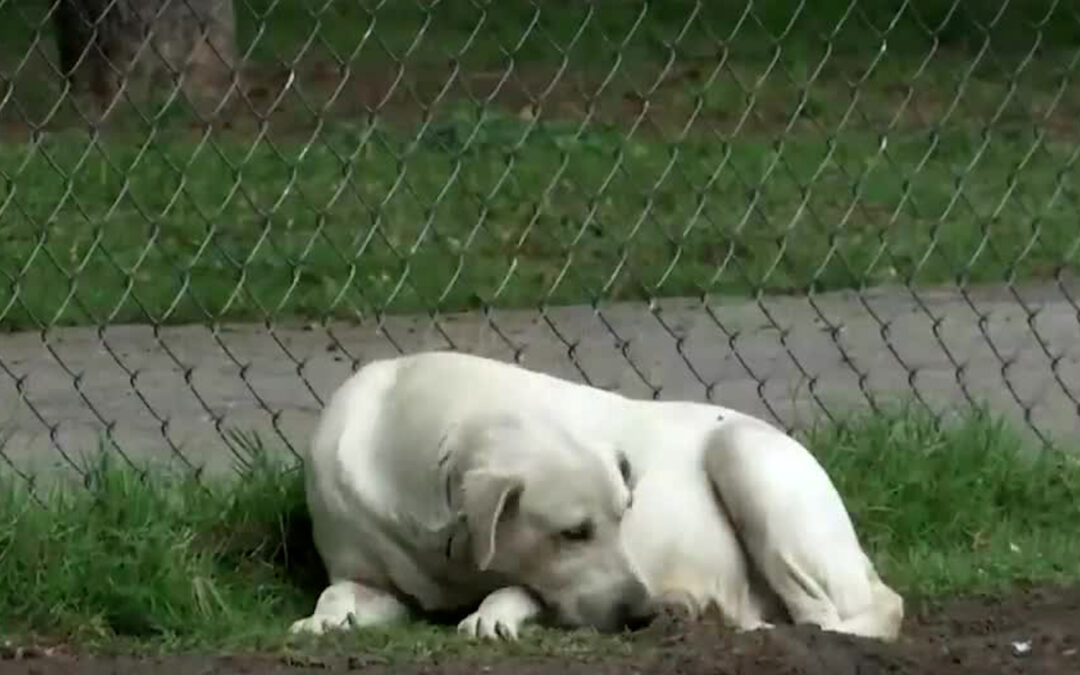 Guanajuato Aumenta Denuncias por Maltrato Animal: Hasta 14 Casos Mensuales