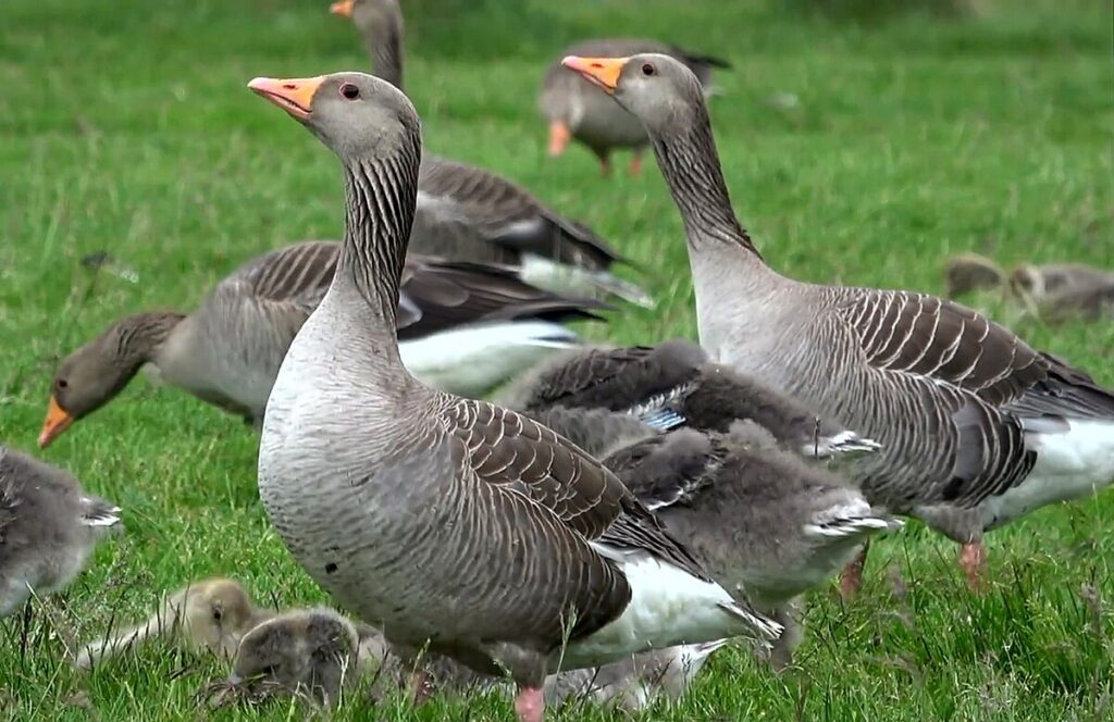 Aumento De Casos De Gripe Aviar En Salina: Alerta Sanitaria Para La Comunidad