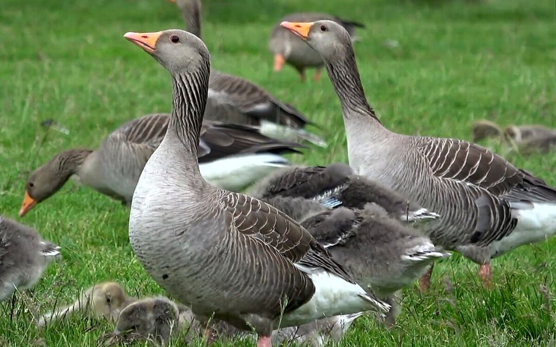 Aumento de casos de gripe aviar en Salina: alerta sanitaria para la comunidad