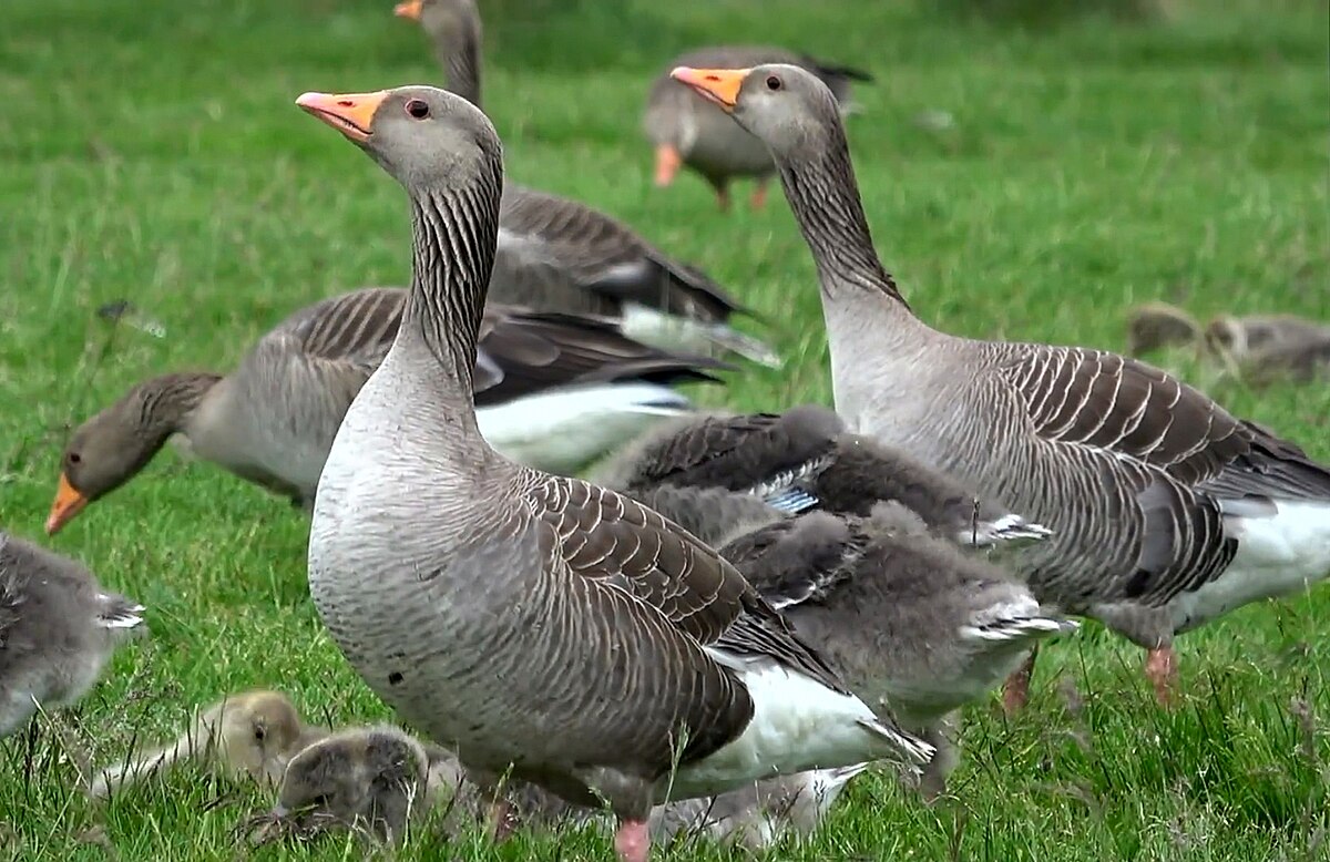 00_3688_Graugans_Anser_anser