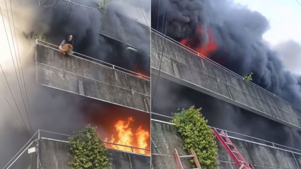 Heroína En Palm Springs: Mujer Arriesga Su Vida En Incendio Para Salvar A Sus Perritos