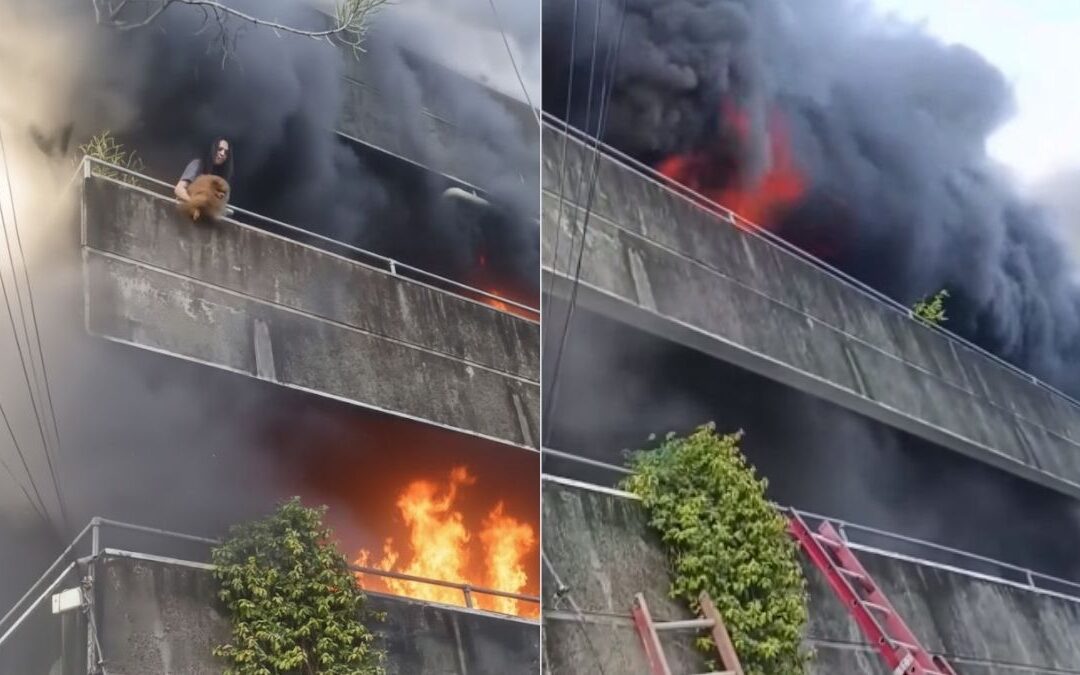 Heroína en Palm Springs: Mujer arriesga su vida en incendio para salvar a sus perritos