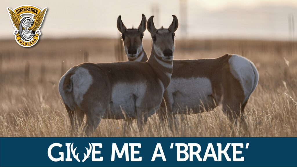 Alerta De La Patrulla Estatal: Más De 430 Choques Con Animales Representan Un Riesgo Para La Seguridad Vial