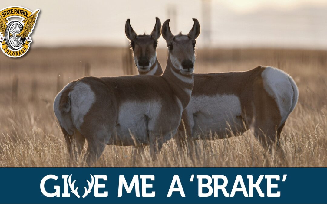 Alerta de la Patrulla Estatal: Más de 430 choques con animales representan un riesgo para la seguridad vial