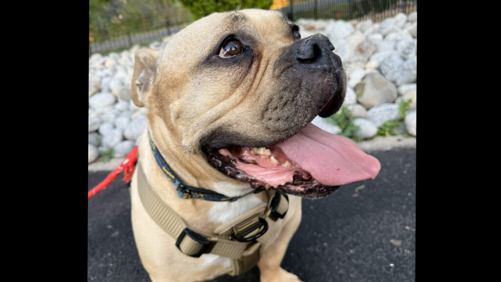 Crisis Migratoria En Colorado: El Aumento Del Abandono De Mascotas