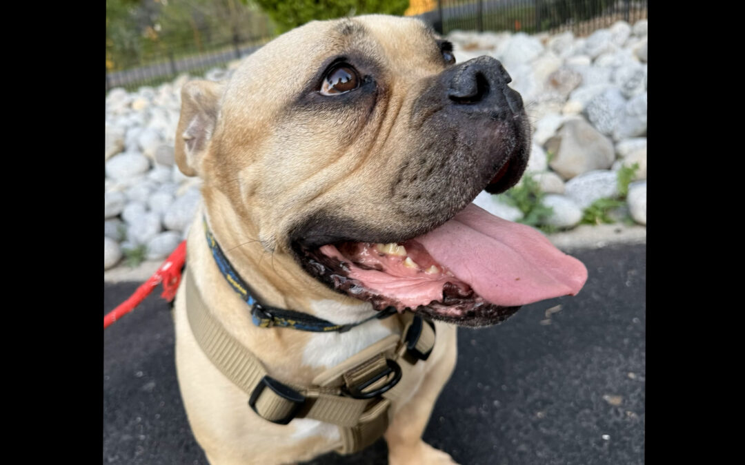 Crisis migratoria en Colorado: El aumento del abandono de mascotas