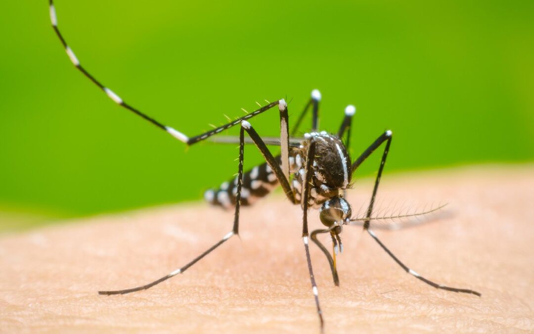 Jalisco Reporta Tercer Lugar Nacional en Casos de Dengue: ¿Incrementan o Disminuyen?