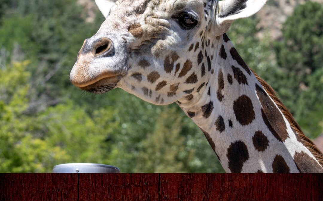 Adiós a Khalid: La jirafa del Cheyenne Mountain Zoo que dejó huella en el corazón de Colorado