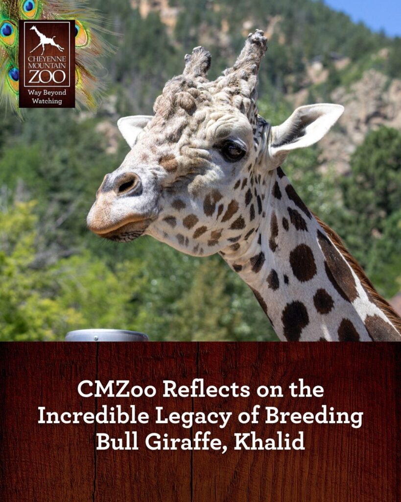 Adiós A Khalid: La Jirafa Del Cheyenne Mountain Zoo Que Dejó Huella En El Corazón De Colorado