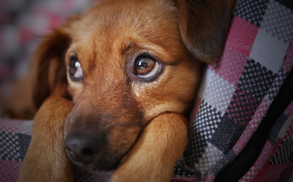 Cuidado De Mascotas: Recomendaciones De Nuevo León Para Una Navidad Segura