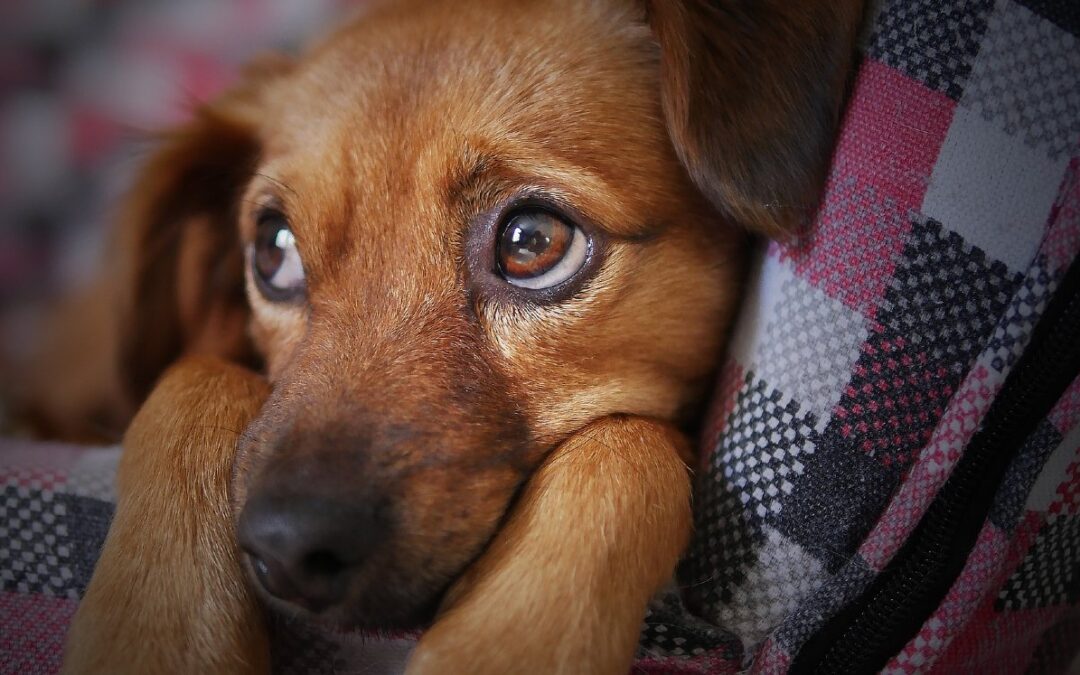 Cuidado de Mascotas: Recomendaciones de Nuevo León para una Navidad Segura