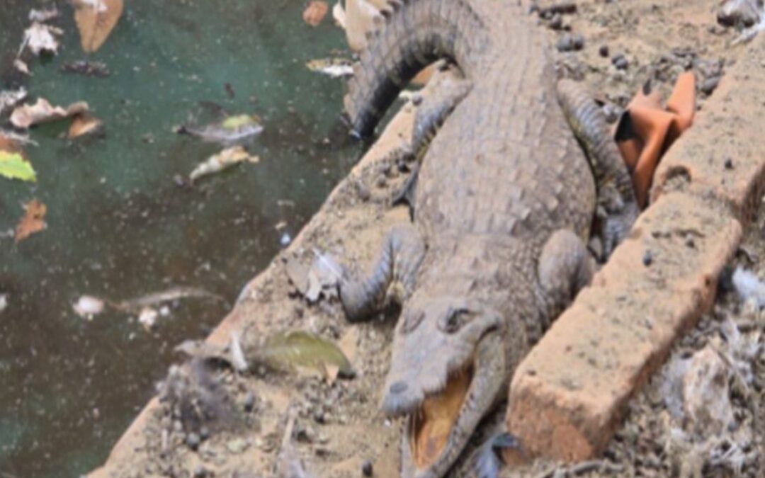 La FGR Desmantela un Arsenal y Encuentra un Cocodrilo en Arandas, Jalisco