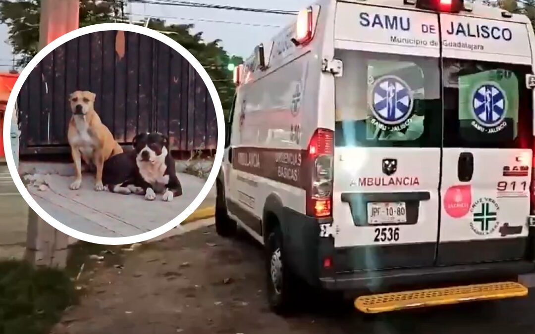 Ataque Canino: Hombre Brutalmente Agredido por Perros en Guadalajara
