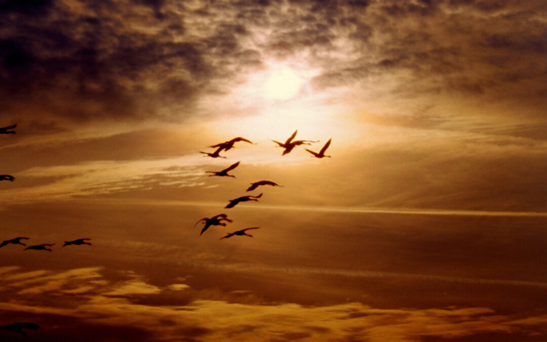 El riesgo de la gripe aviar aumenta en Colorado con la migración invernal de aves