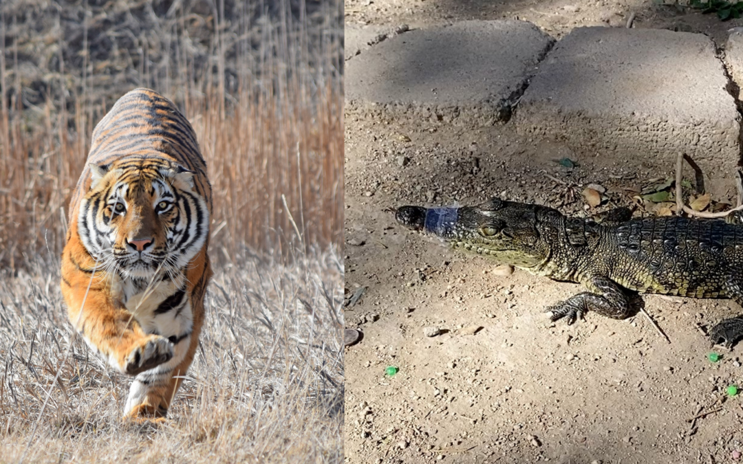 Sentencian a 17 años de prisión a líder del tráfico de fentanilo y animales entre Juárez y Albuquerque