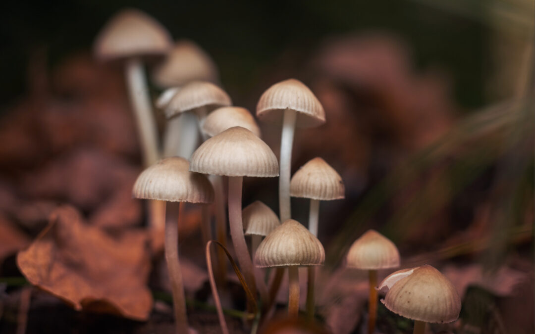 Alerta de Salud en San Diego: Peligro de Hongos Venenosos y Amatoxina