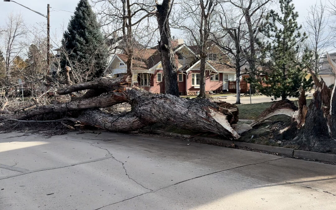Vientos Fuertes en Colorado: Precauciones y Seguridad Esenciales