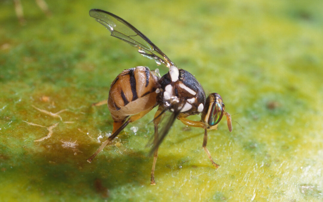 Mosca Oriental Amenaza