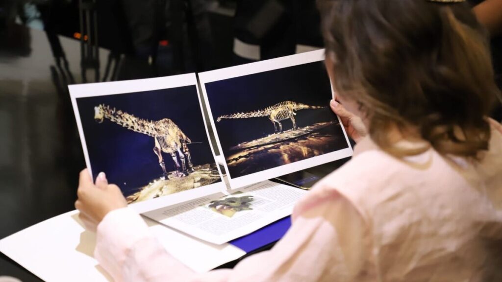 San Pedro Garza García Confirma Que El Fósil ‘Einstein’ Fue Prestado Y No Donado