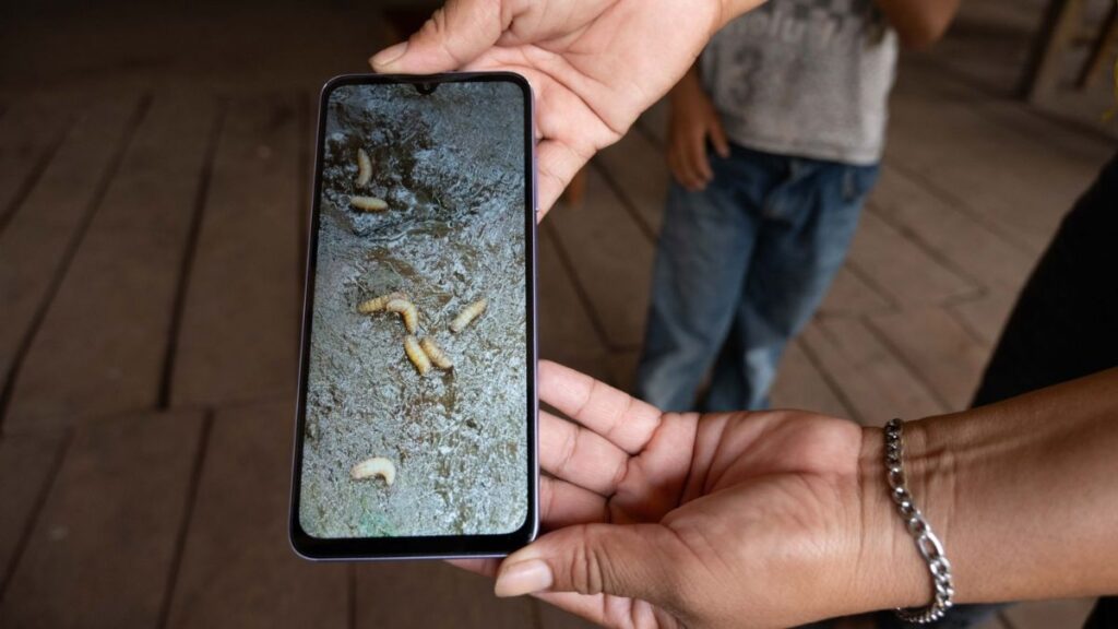 Gusano Barrenador En Ganado: Primer Caso Detectado En Edomex Y Medidas De Prevención