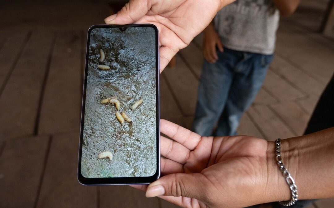 Gusano Barrenador en Ganado: Primer Caso Detectado en Edomex y Medidas de Prevención