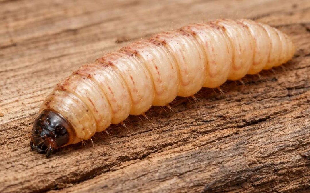 Miasis: Conoce los Síntomas y Prevención del Gusano Barrenador