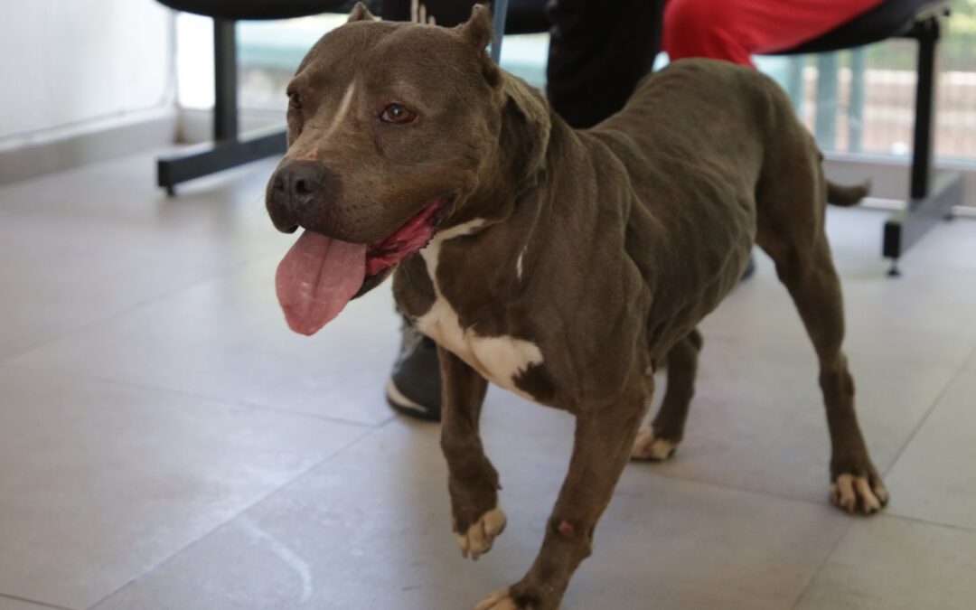 Guadalajara Aumenta las Adopciones de Mascotas Rescatadas: 133 Nuevas Familias en el Último Año