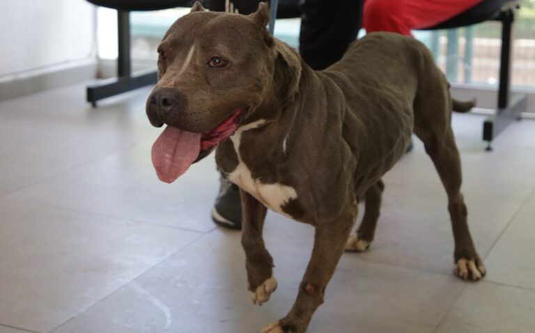 Guadalajara Aumenta las Adopciones de Mascotas Rescatadas: 133 Nuevas Familias en el Último Año