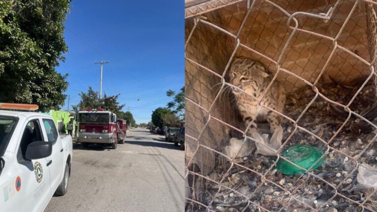 Gato Montés Provoca Alerta de Emergencia en San Pedro: Impactante Incidente en Domicilio