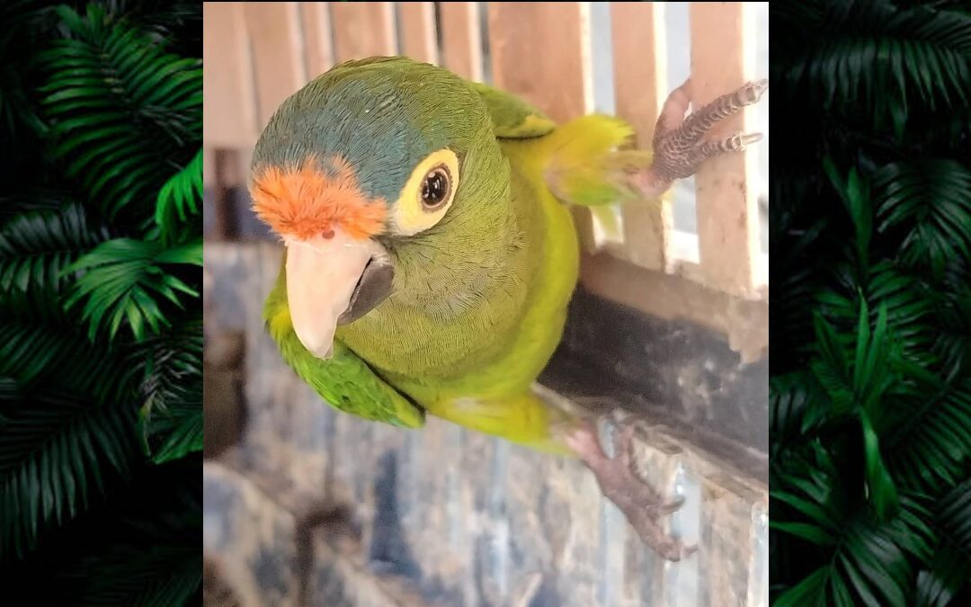 Más de 40 Animales Exóticos Asegurados en Michoacán Durante Operativo por el Día de Reyes