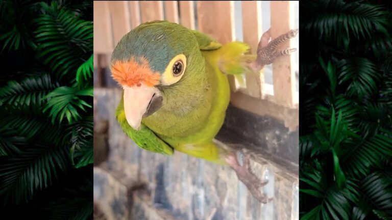 Más de 40 Animales Exóticos Asegurados en Michoacán Durante Operativo por el Día de Reyes