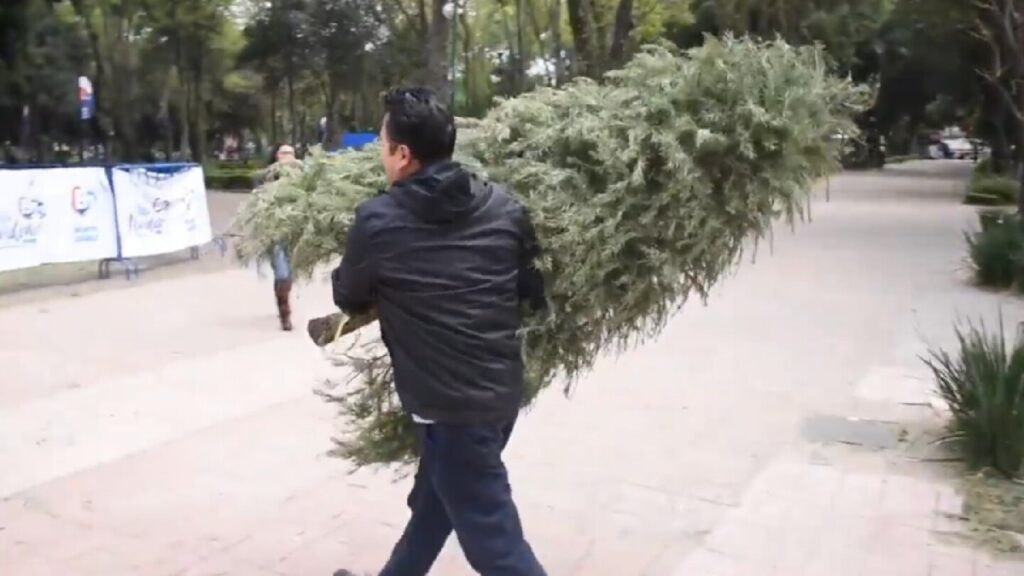 ¡Recicla Tu Árbol De Navidad! Descubre Dónde Hacerlo En Zapopan