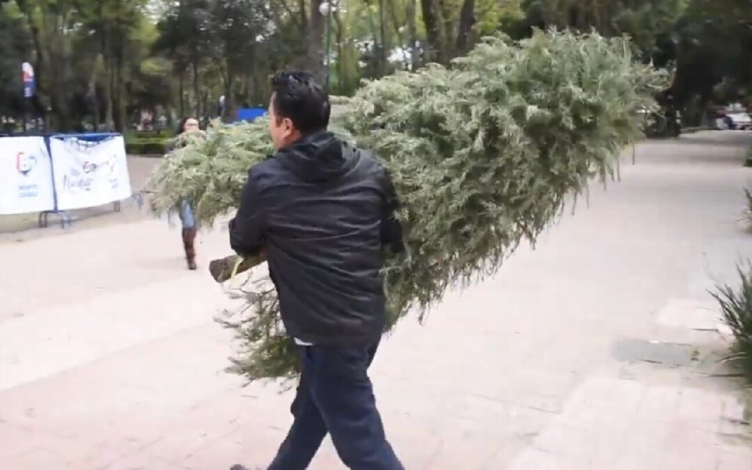 ¡Recicla Tu Árbol de Navidad! Descubre Dónde Hacerlo en Zapopan