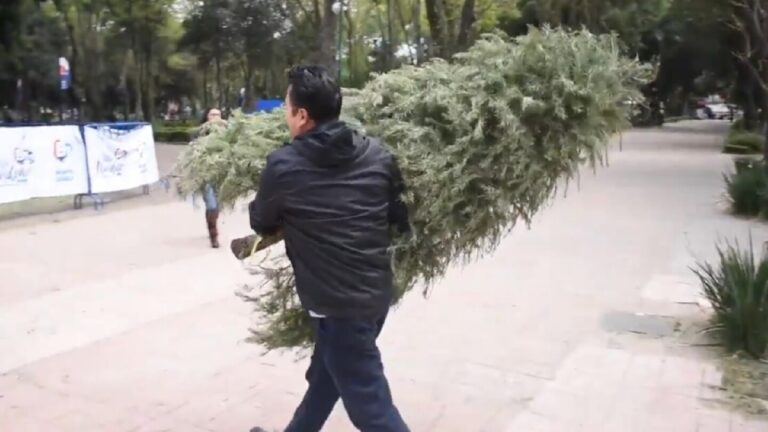 ¡Recicla Tu Árbol de Navidad! Descubre Dónde Hacerlo en Zapopan