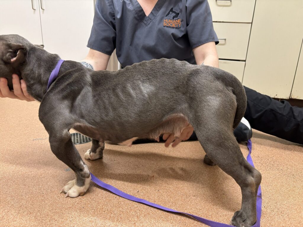 Maltrato Animal En Erie: Operativo Decomisa 18 Perros Y Arresta A Dos Sospechosos