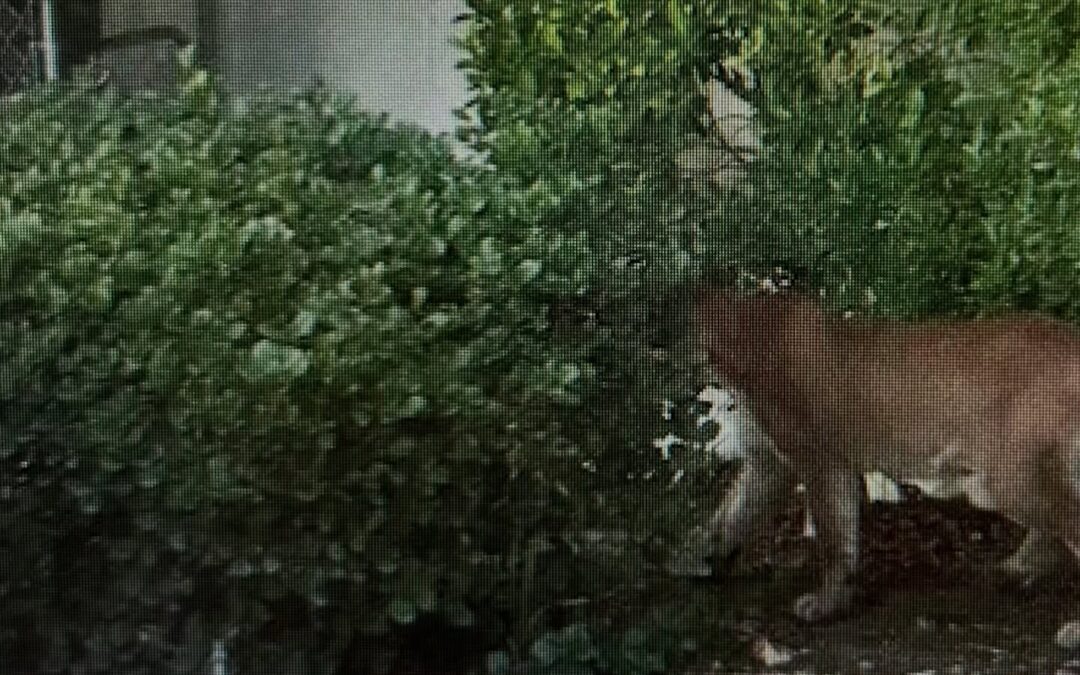 Avistamiento de león de montaña en Palm Springs