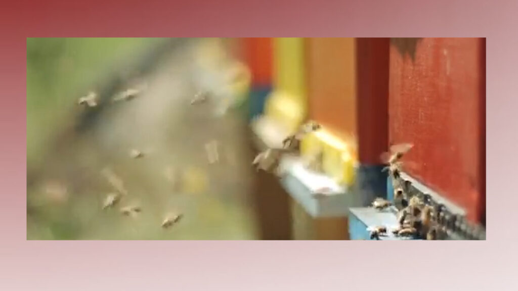 Hombre Muerto En El Condado Cameron Tras Ataque De Abejas Durante Poda