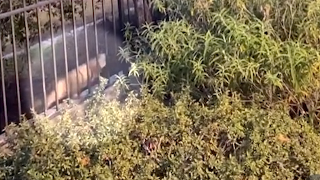 Avistamiento De Puma En Watsonville: Autoridades Locales Mantienen Vigilancia - Noticias Notivalle Avistamiento De Puma En Watsonville: Autoridades Locales Mantienen Vigilancia