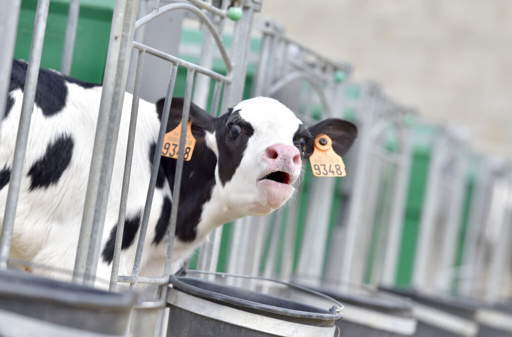 Ganaderos de Kansas se Preparan para Afrontar el Frío Extremo de la Tormenta Invernal