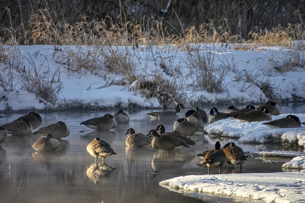 Patos Migratorios: Especies Que Invaden El Área Metropolitana De Denver Este Invierno