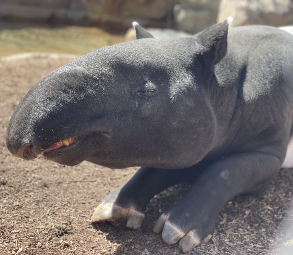 Tragedia En El Zoológico De Denver: Muerte De Tapires Malayos Por Sobredosis Accidental De Suplemento Mineral