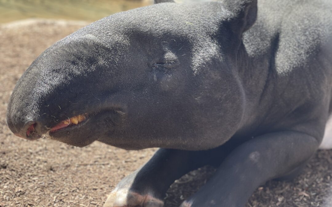 Tragedia en el Zoológico de Denver: Muerte de Tapires Malayos por Sobredosis Accidental de Suplemento Mineral