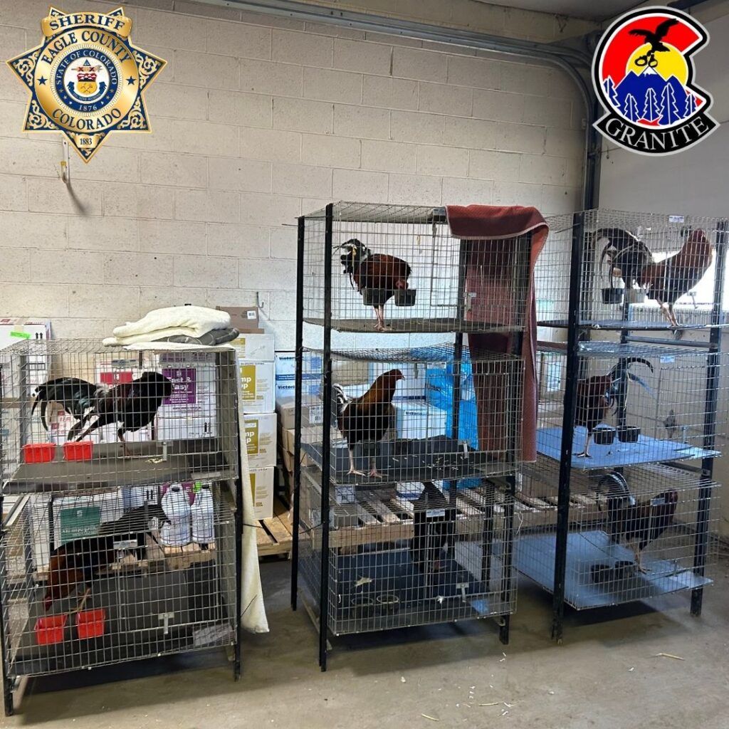 Rescate De 17 Gallos En Eagle County: Desmantelamiento De Actividades Ilegales - Noticias Notivalle Rescate De 17 Gallos En Eagle County: Desmantelamiento De Actividades Ilegales
