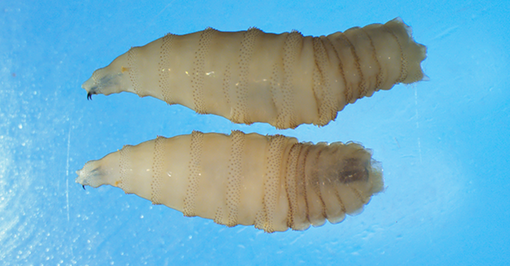 Greg Abbott Declara Un Desastre Estatal Por La Amenaza Del Gusano Barrenador En Texas - Noticias Notivalle Greg Abbott Declara Un Desastre Estatal Por La Amenaza Del Gusano Barrenador En Texas